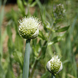 Allium bloom
